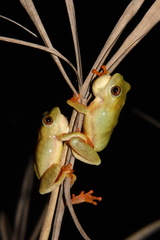 Hyperolius semidiscus