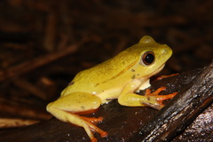 Hyperolius semidiscus