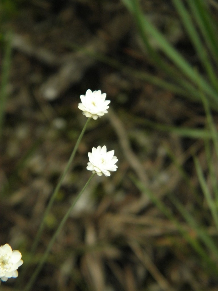 Syngonanthus gracilis