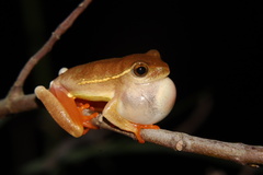 Hyperolius semidiscus