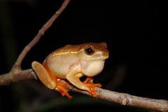 Hyperolius semidiscus