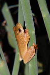 Hyperolius semidiscus