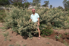 Buddleja madagascariensis