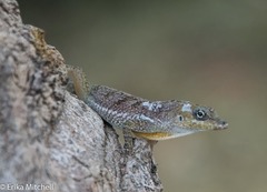 Anolis roquet salinei