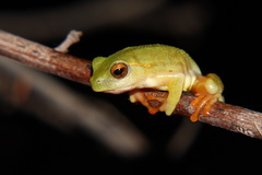 Hyperolius semidiscus