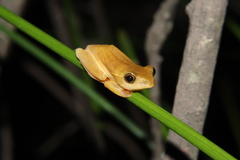 Hyperolius semidiscus