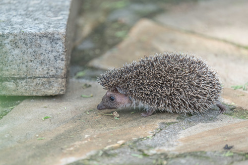 Four-toed Hedgehog