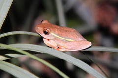 Hyperolius semidiscus