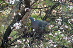 Columba palumbus