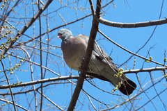 Columba palumbus
