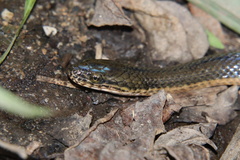Lycodonomorphus laevissimus