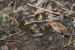 Lycodonomorphus laevissimus