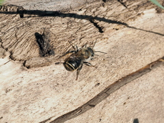 Osmia aurulenta