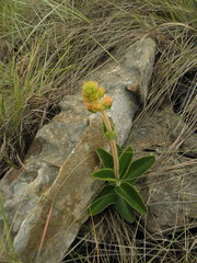 Sinningia allagophylla