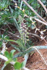 Ledebouria ensifolia