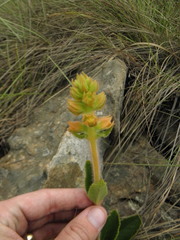 Sinningia allagophylla