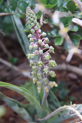 Ledebouria ensifolia