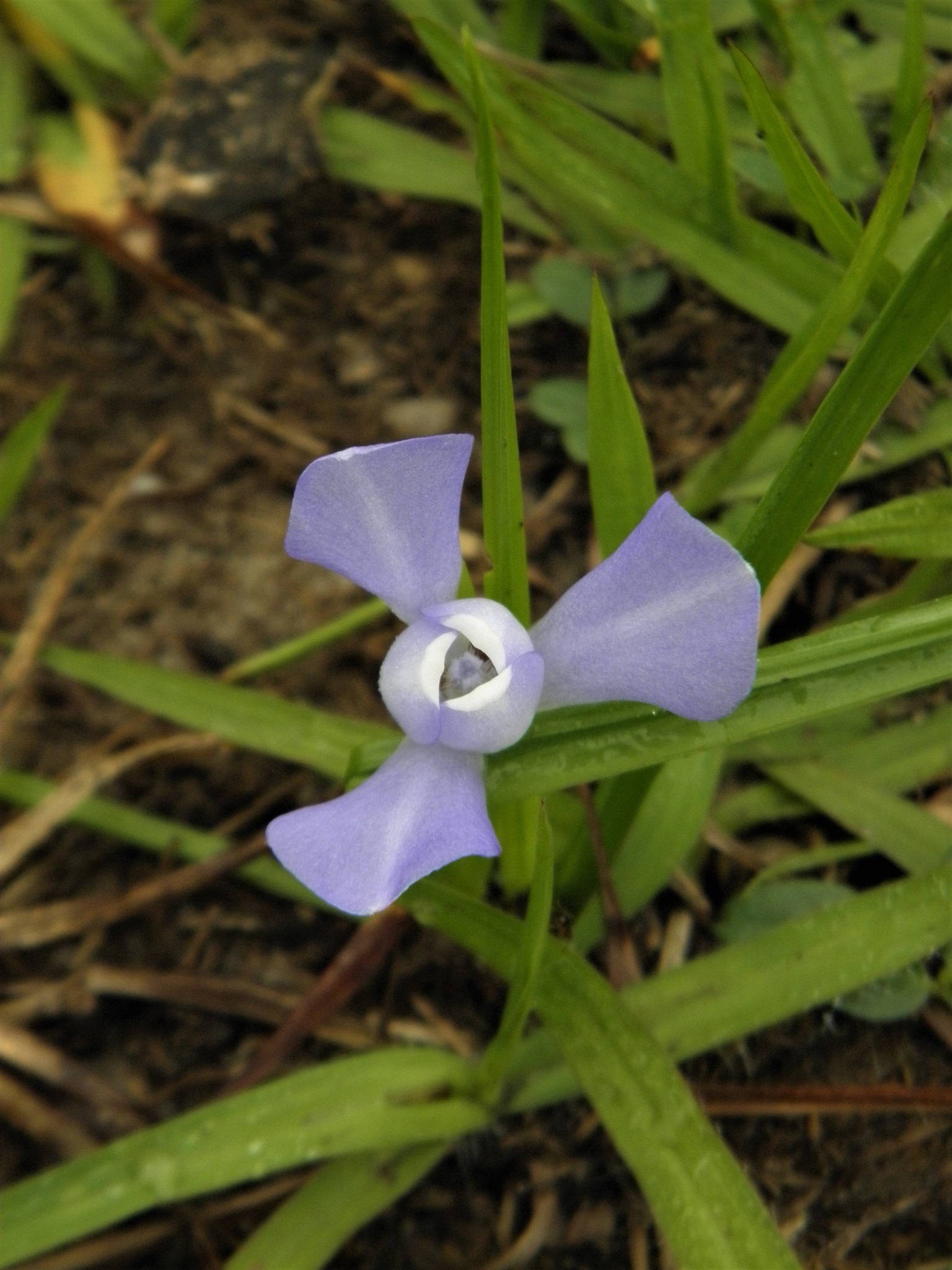 Cipura paludosa