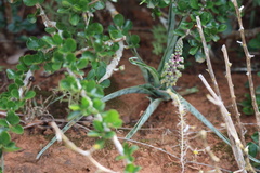 Ledebouria ensifolia