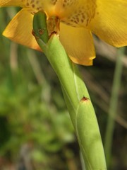 Trimezia juncifolia
