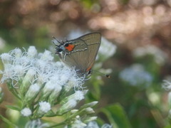 Electrostrymon angerona