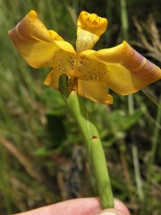 Trimezia juncifolia