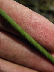 Trimezia juncifolia