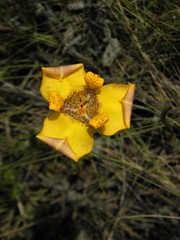 Trimezia juncifolia