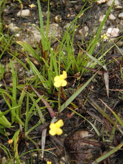 Utricularia subulata
