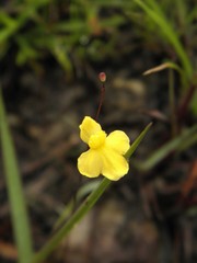Utricularia subulata
