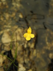 Utricularia subulata