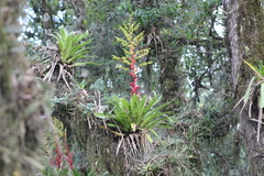 Vriesea reitzii