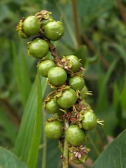 Byrsonima intermedia