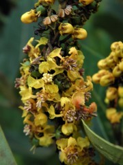 Byrsonima intermedia