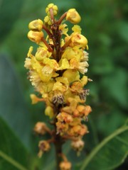 Byrsonima intermedia