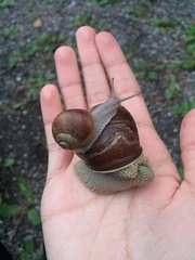 Helix pomatia
