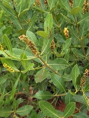 Byrsonima intermedia