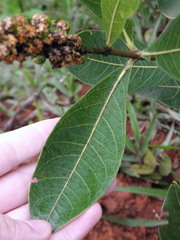 Byrsonima intermedia