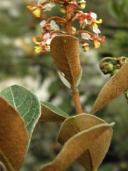 Byrsonima variabilis