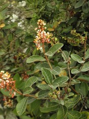 Byrsonima variabilis