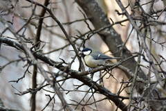 Parus major