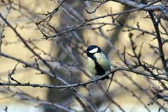 Parus major