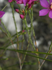 Microlicia isophylla
