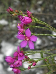 Microlicia isophylla