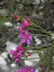 Microlicia isophylla