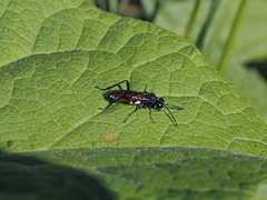 Macrophya blanda