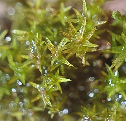 Pointed Beard-moss (Didymodon acutus)