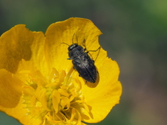 Anthaxia nigrojubata