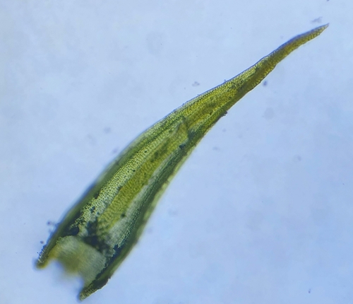 Image of Didymodon acutus by no rights reserved
