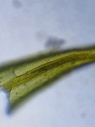 Image of Pointed Beard-Moss (Didymodon acutus) by no rights reserved